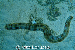 Worms by Vito Lorusso 
